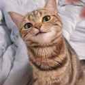 catsmug