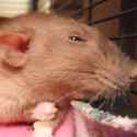 Evil_rat