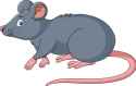rat