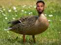 Lloyd Ducky