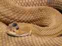 Sneakinhatt