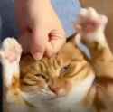 catpunched