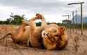 lion 1694124839138573