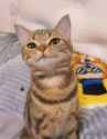 Cat1749894595323451