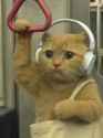 wagie cat