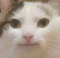 kit