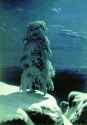 Snow Tree I