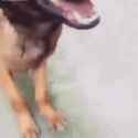 tusareve-dog