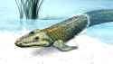 Tiktaalik-roseae_1600