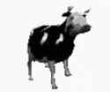 polish-cow-cow