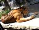 the-muscles-of-a-fully-grown-male-tiger-v0-3vgyo1oyj7wc1