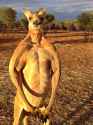 roger-the-kangaroo-sanctuary-alice-springs-2_custom-23e77a11f31c4688c8557f5993d2b4af0b6d52db
