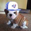 dawgs