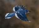 flight