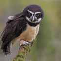 spectacled_owl
