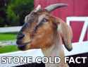 Goat