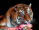 tiger2