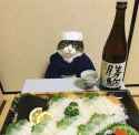 cat_of_sake