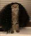 Cu-cu-cat