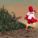 country berds make do