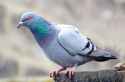 pigeon-1364561001yVr[1]