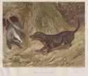 Deiker_Jagdbare_Tiere_1093210