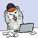 Auburn cat