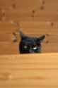 Reddit cat 367