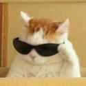 Cool cat face from Reddit