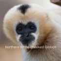 gibbon.png