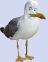 sea gullhui2.png