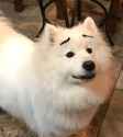 samoyed.jpg