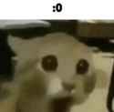 31 KB