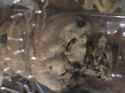 2.61 MB