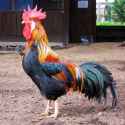 Brown_Leghorn_rooster_in_Australia