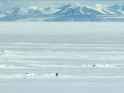 encounters-at-the-end-of-the-world-penguins-1108x0-c-default