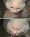 1681235016919235