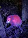 neon possum