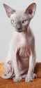 Sphynx_-_cat._img_031