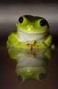 Happy Frog