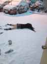 tired nip girl laying facedown in snow