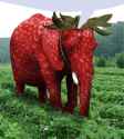 elephnt