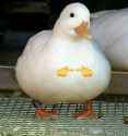 cute nervous duck