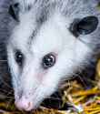 possum