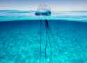 Portuguese-man-of-war-Physalia-physalis-floating-in-the-ocean-with-tentacles[1]