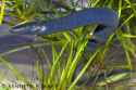 eastern lesser siren