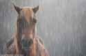 Horse-in-rain