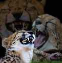 khajiit laughing_face