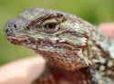 sceloporus_translocation_3_29_18-JYoung-42-960px