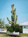 saguaro grow in Langtry, Texas